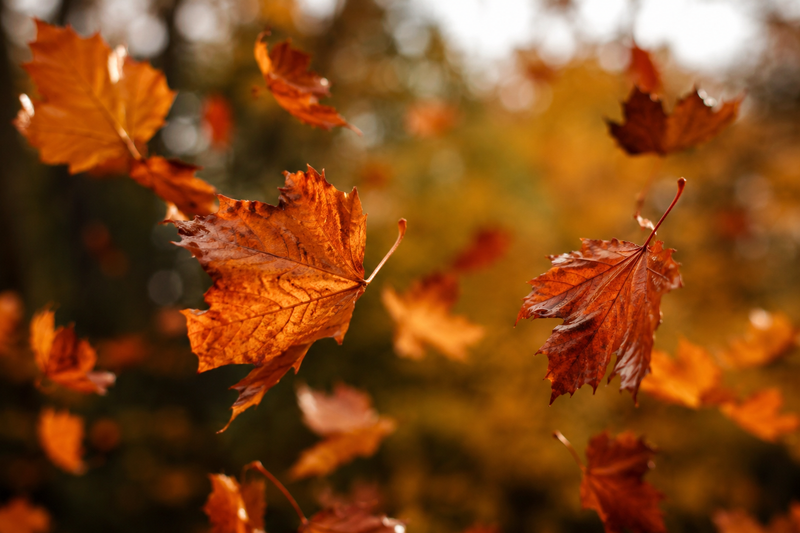 Fall